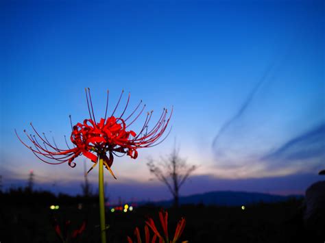 彼岸花 開花